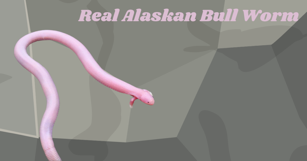 Real Alaskan Bull Worm